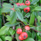 Cotoneaster dammeri.png